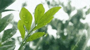 Recent Continuous Rainy Weather: Keep This Tea Storage Guide Handy!-1