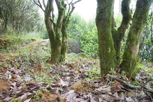 tea tree trunk
