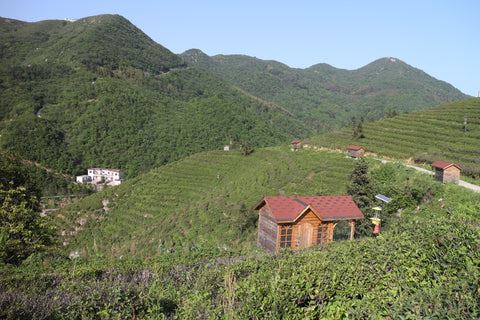Piantagione di tè