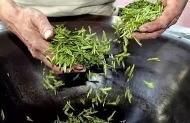 Why is Fixation Necessary in Tea Processing-1-ChinaTeaGuru: Exploring Chinese Tea Culture and Kung Fu Tea - Tea Art, Tea Ceremony, Tea Knowledge Why is Fixation Necessary in Tea Processing-1