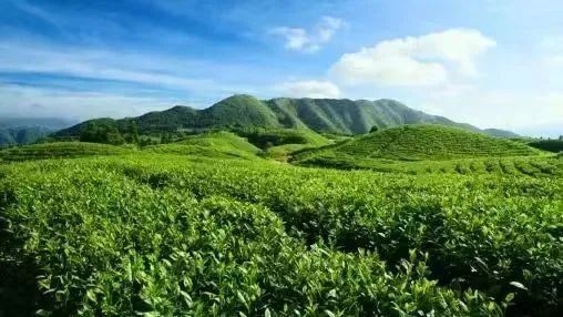 The Influence of the Cultivation Environment on the Aroma of Tea Trees-1