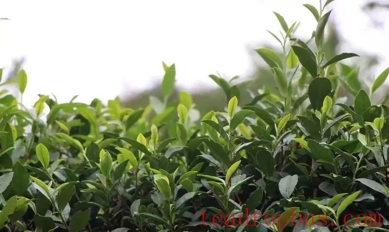 Wuyi Rock Tea: The 
