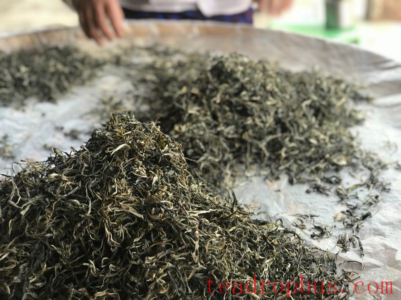 Picking the Right Pu'er Spring Tea-2