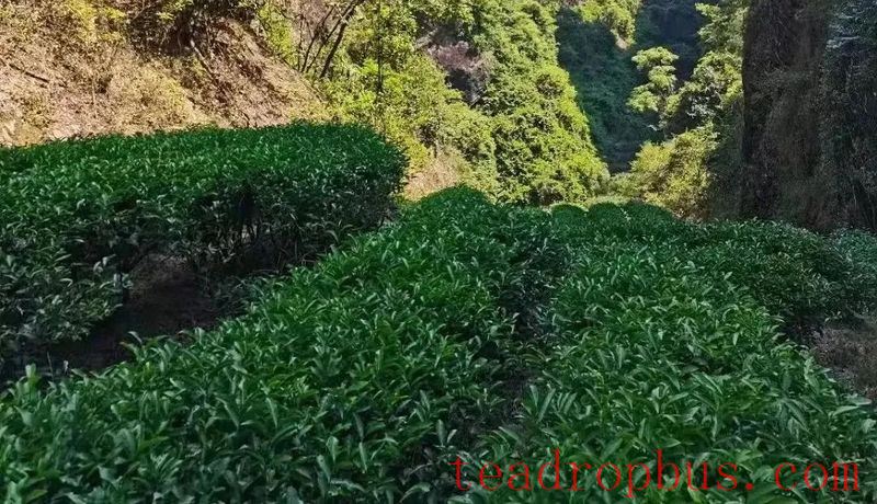 Why is the genuine cassia aroma of Cinnamon (Rougui) becoming increasingly rare?-1