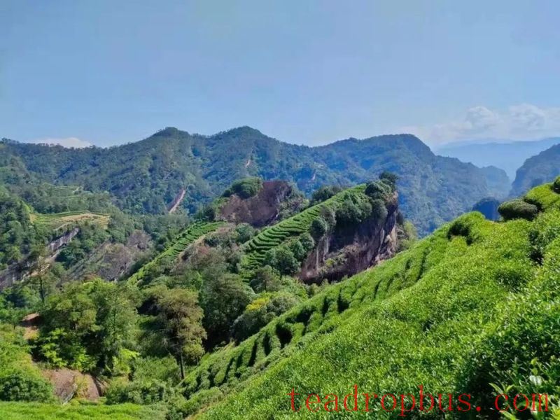 Why is the genuine cassia aroma of Cinnamon (Rougui) becoming increasingly rare?-2