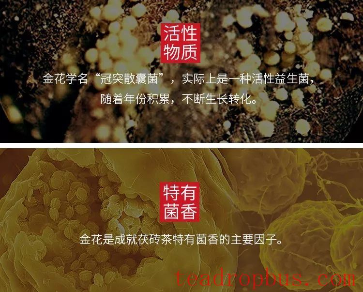 Black Tea Knowledge: Distinguishing Genuine from Fake Golden Flowers in Fu Brick Tea-2