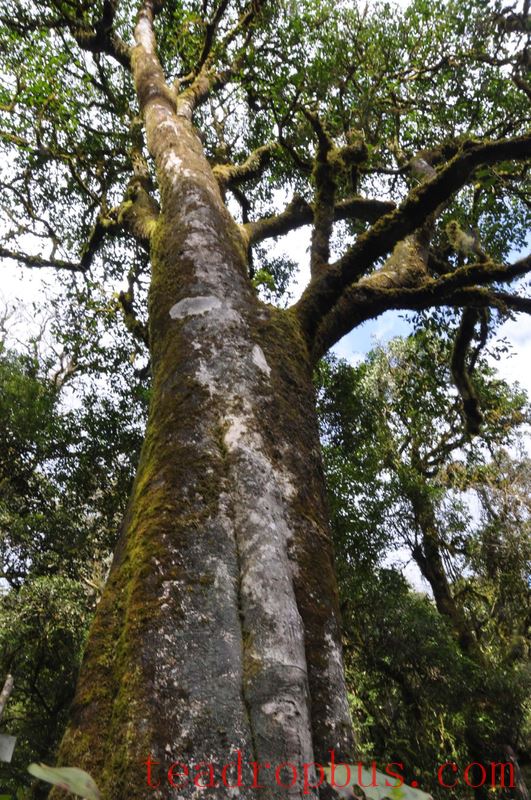 Nine Questions about Ancient Tea Trees-2