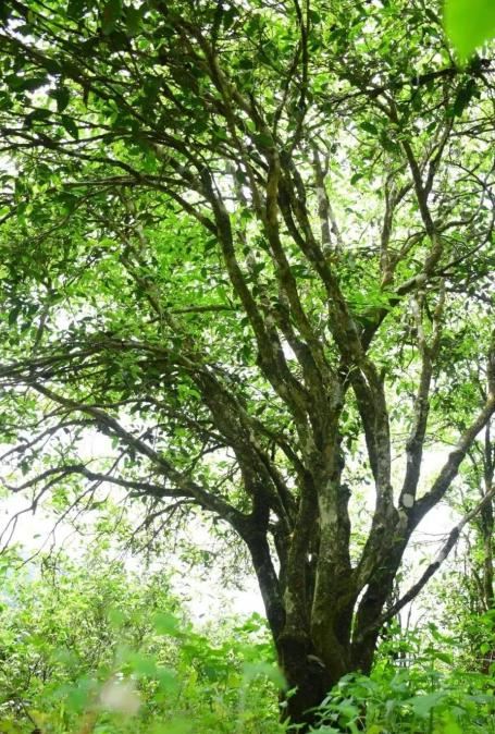 Each Tree Has a Story: A Comprehensive Review of the Legendary Phoenix Dancong Tea Mother Trees-5