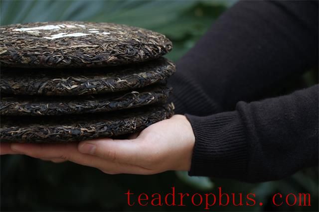 Puer Tea Storage Mistakes – Have You Made Them?-1