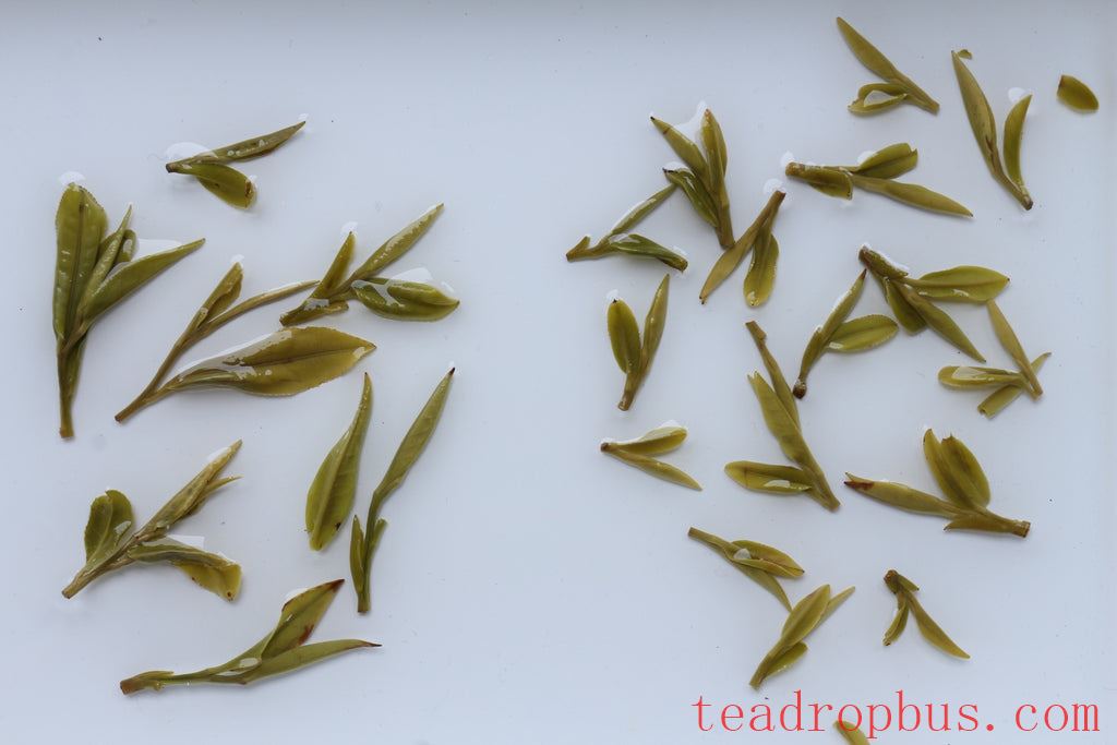Foglie di tè verde