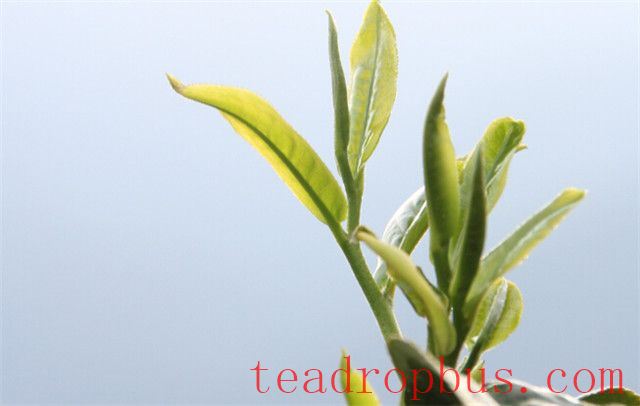 Puer Spring Tea: When Does the Harvest Begin?-1