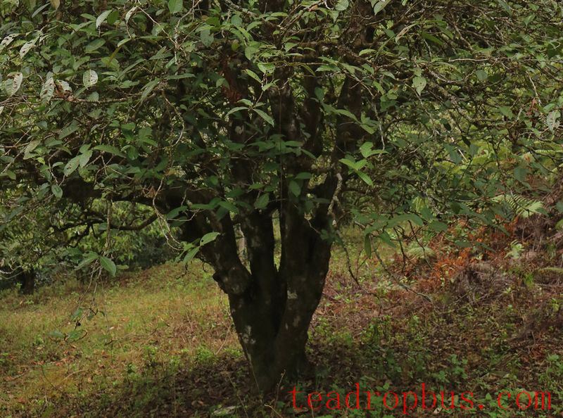 Is Single Tree Really Better Than Mixed Picking? The Answer Is Unexpected-6