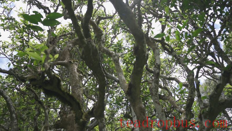 Three Obscure Facts About Ancient Tree Tea, Did You Know?-2