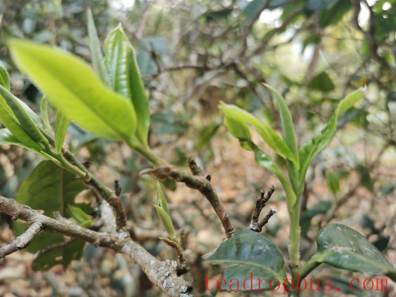 What Are the Benefits of Drinking Ancient Tree Tea for Your Health?-2