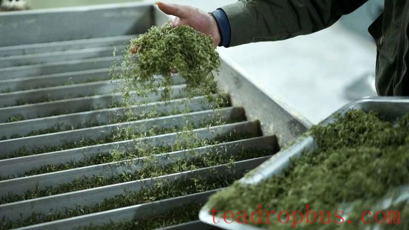 The Wrong Way to Store Green Tea: Trouble is Brewing-1