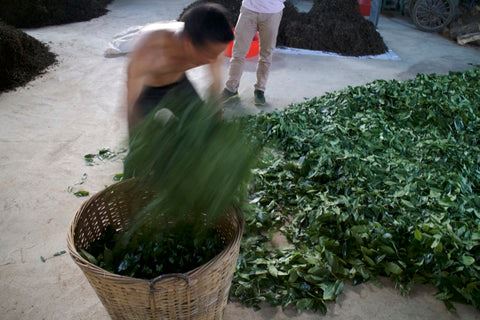 Withering - Wuyi Rock tea (Yan Cha)