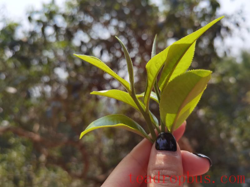 Picking the Right Pu'er Spring Tea-1