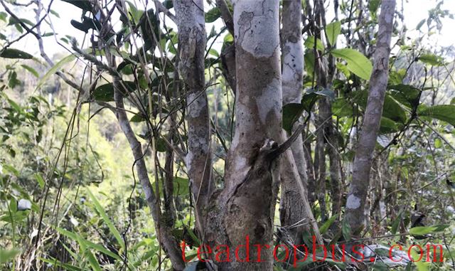 Characteristics of the Ancient Tea Trees of Tianmen Mountain-2