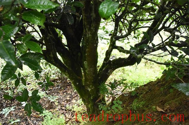 Brown Mountain 2024 Large Tree Spring Tea Pre-Sale Prices-1