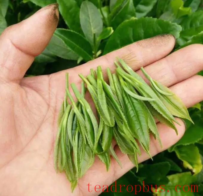 Baojing Golden Tea: A Nectar from Nature-3