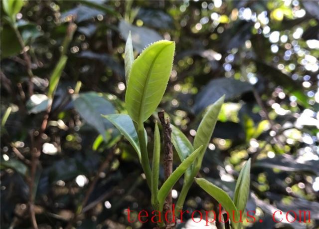 Spring Tea or Autumn Tea: Which is Better?-2