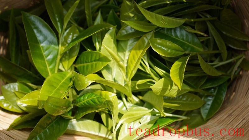 Wuchuan Large Tree Tea is also known as Wuchuan Tall Tree Tea-2