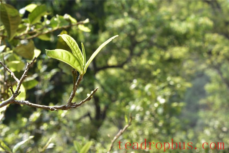 Should Pu'er Tea Also Pursue Spring Tea?-1