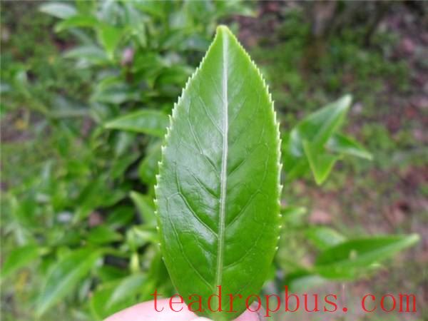 Each Tree Has a Story: A Comprehensive Review of the Legendary Phoenix Dancong Tea Mother Trees-2
