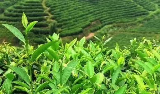 What is Baiya Qilan Tea?-1