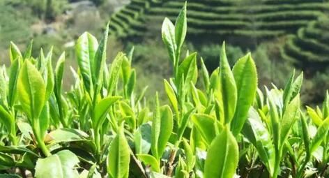 Understanding the White Tea That Becomes a Treasure After Seven Years-1