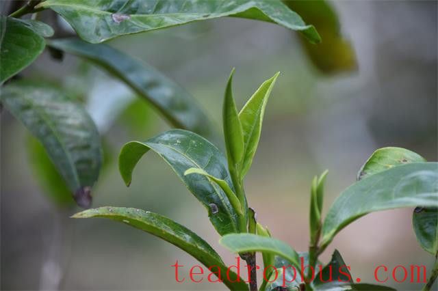 Characteristics of Xiaohusai Pu'er Tea-1