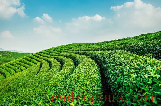 Exploring the Subtle Relationship Between Altitude and Tea Quality-1