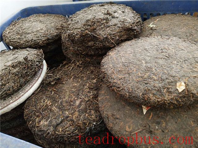 How to Distinguish Artificially Aged Old Tea-1