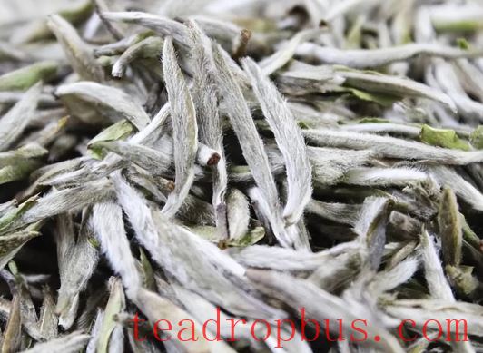 Silver Needle