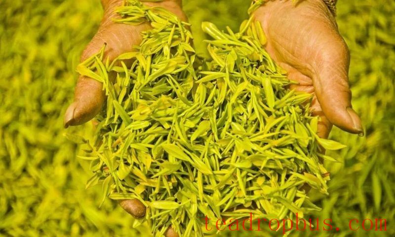Unveiling the Counterfeits in China's Six Major Tea Categories: Talc for Shine, Chromium Green for Dye-5