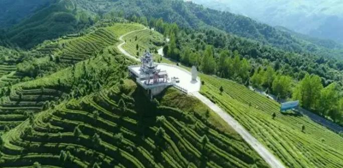 Duyun Maojian: A Gem of Guizhou, Savoring the Aroma of Tea Amidst Mountains and Waters-2
