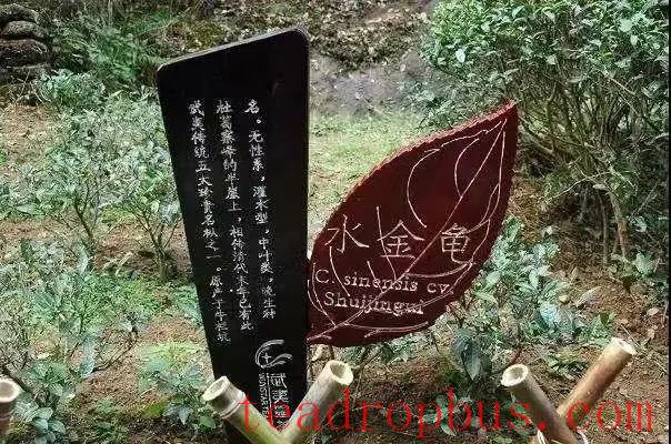 Wuyi Rock Tea: The 