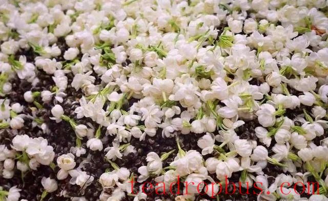 Is Black Tea with Osmanthus Still Black Tea or Flower Tea?-2