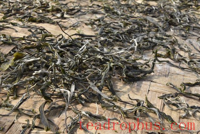 Spring Tea, the Most Beautiful Gift of the Year-2