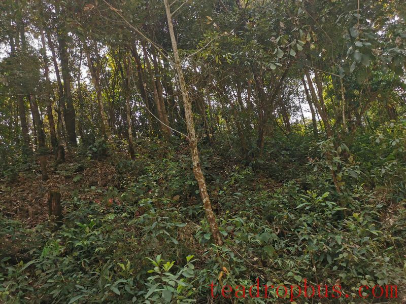 Yiwu Tea Region 2024 Spring Tea Prices How Much-1