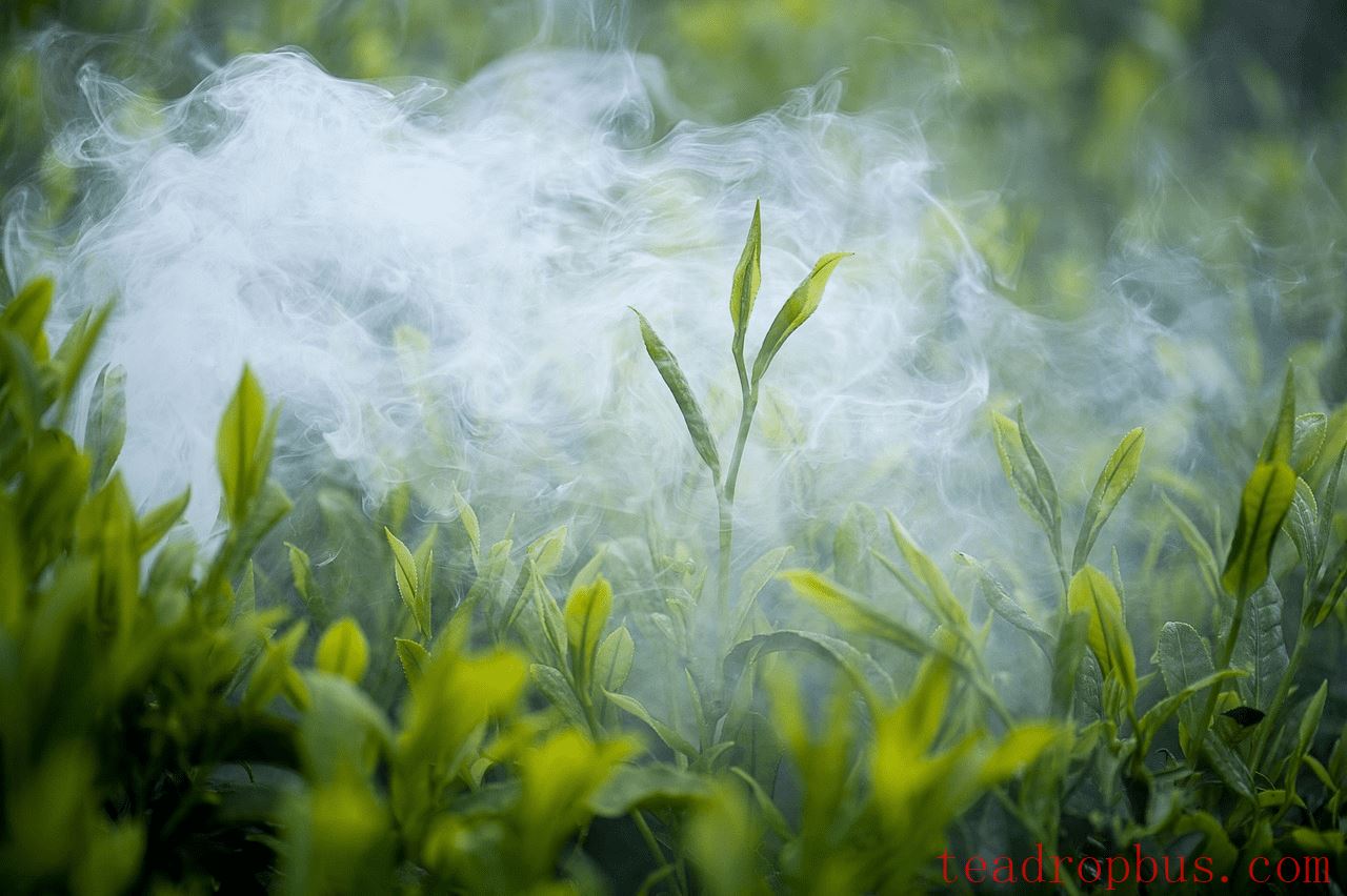 Where is the Most Renowned Origin of White Tea? Exploring the Best Places for White Tea-1
