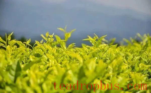 White Cockatoo, One of the Four Famous Clones of Wuyi Rock Tea-1