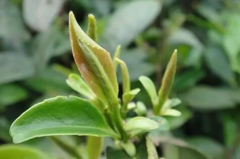 Characteristics of Teas Across the Four Seasons-3