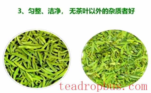Selecting and Preserving High-Quality Early Spring Green Tea-5