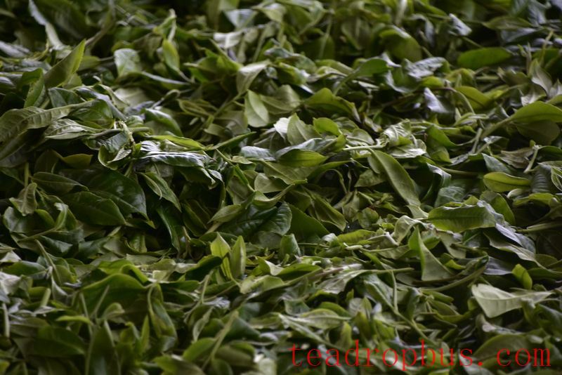 What Category Does Ancient Tree Tea Belong To?-2