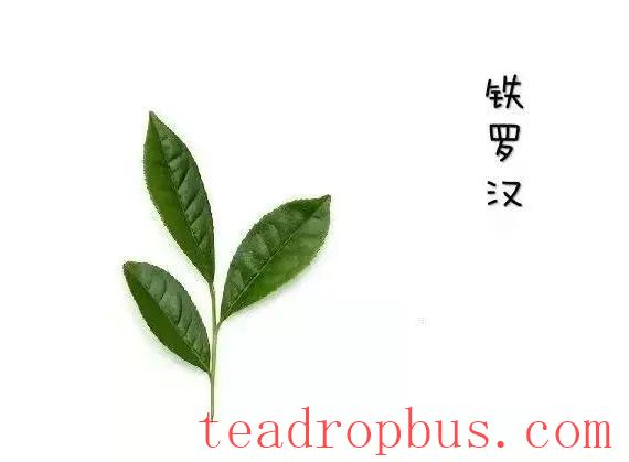 The Four Famous Clonal Varieties of Wuyi Rock Tea: Tie Luohan-1