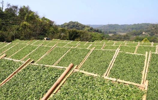 The Mystique of White Tea: A Comprehensive Exploration from History to Appreciation-1