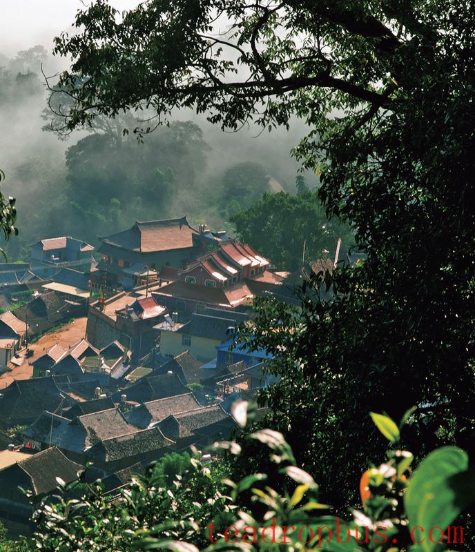 Puer Tea: A Holistic Product of Nature-2
