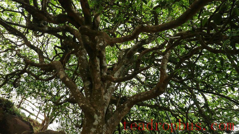 Is Single Tree Really Better Than Mixed Picking? The Answer Is Unexpected-2