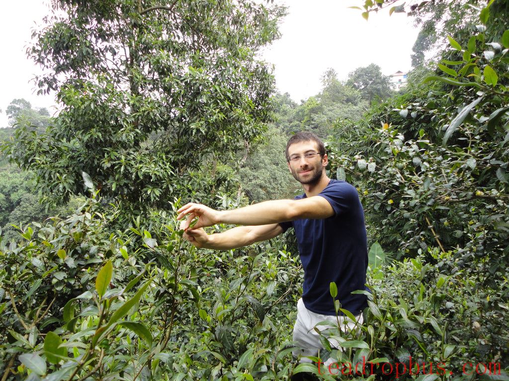 Harvesting Pu'er (puehr) in Yunnan